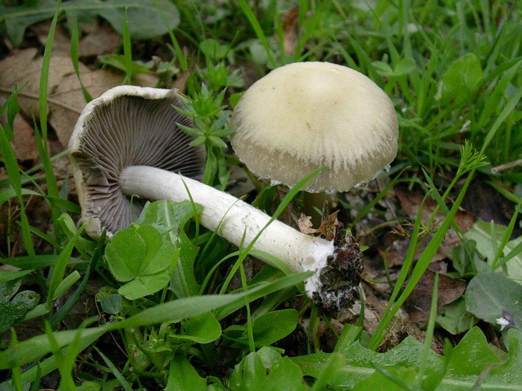 1317 Aprile vecchio ritrovamento